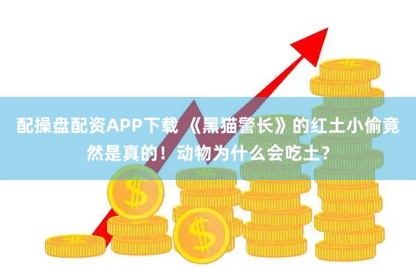配操盘配资APP下载 《黑猫警长》的红土小偷竟然是真的！动物为什么会吃土？